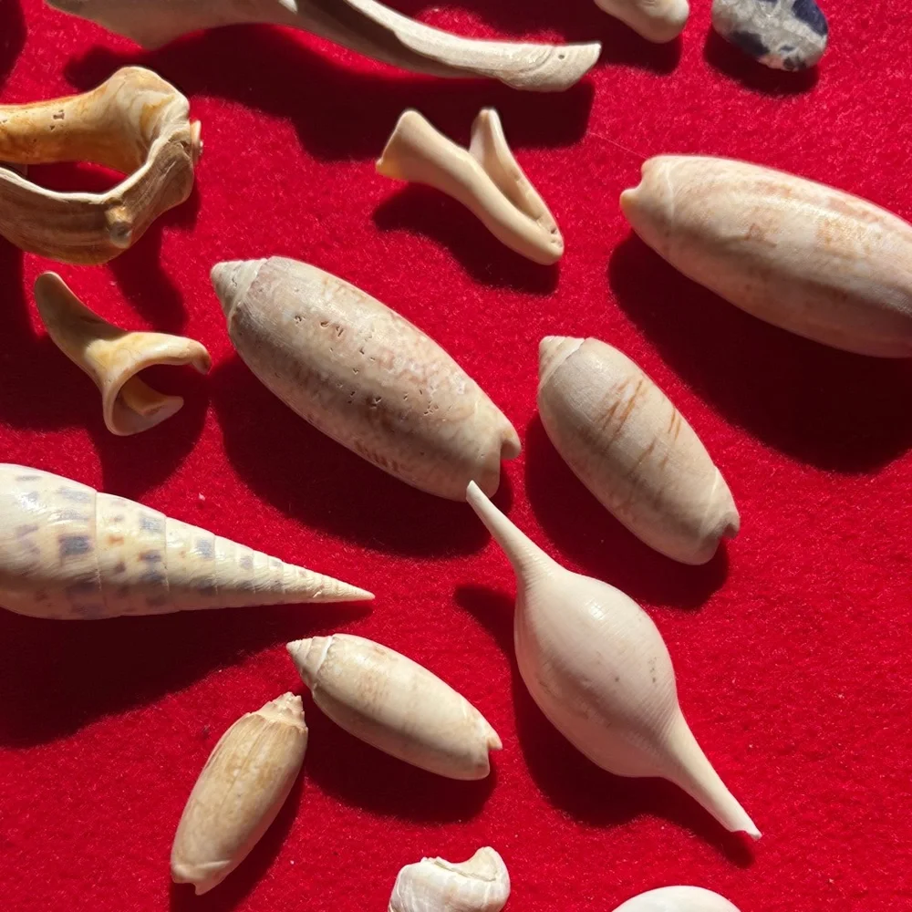 Natural Seashell Collection - Picture 10 of 10